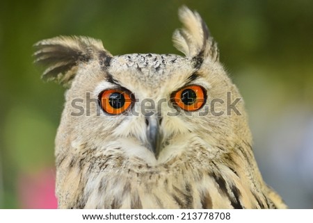 Siberian eagle owl