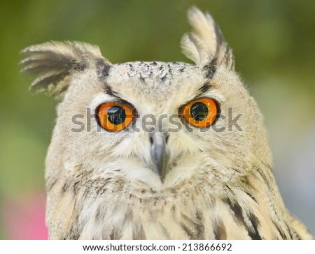Siberian eagle owl 