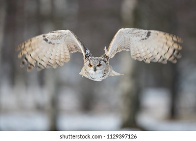 Siberian Eagle Owl
The range of Bubo bubo sibiricus extends from the western foothills of the Ural Mountains to the valley of the Ob River in the east. 

