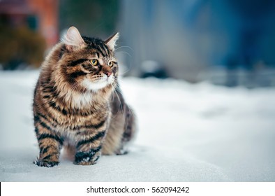 Siberian Fluffy Cat In The Snow