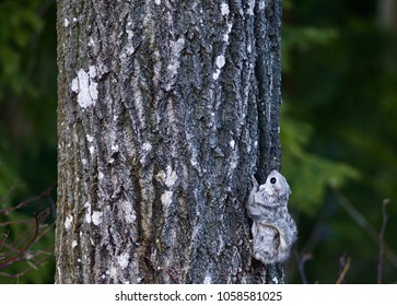 A Siberian Flying Squirrel Climbing Up A Tree, Espoo, Finland