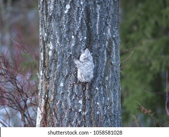 A Siberian Flying Squirrel Climbing Up A Tree, Espoo, Finland