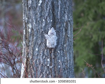 A Siberian Flying Squirrel Climbing Up A Tree, Espoo, Finland