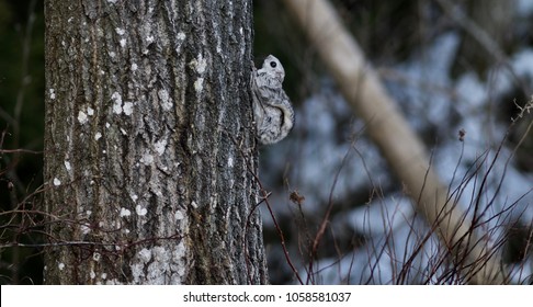 A Siberian Flying Squirrel Climbing Up A Tree, Espoo, Finland