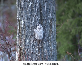 A Siberian Flying Squirrel Climbing Up A Tree, Espoo, Finland