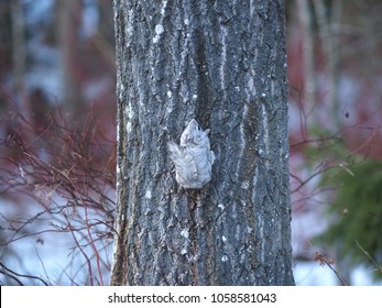 A Siberian Flying Squirrel Climbing Up A Tree, Espoo, Finland