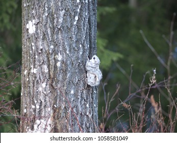 A Siberian Flying Squirrel Climbing Up A Tree, Espoo, Finland