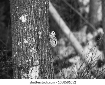 A Siberian Flying Squirrel Climbing Up A Tree, Espoo, Finland