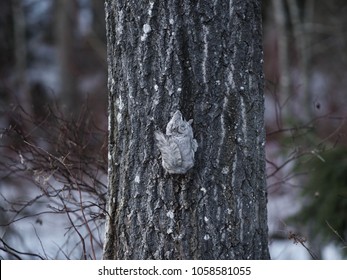 A Siberian Flying Squirrel Climbing Up A Tree, Espoo, Finland