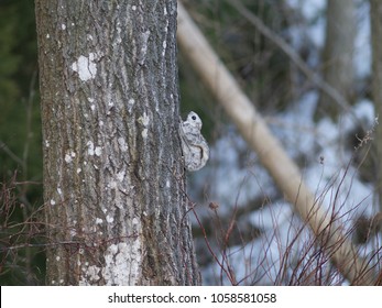 A Siberian Flying Squirrel Climbing Up A Tree, Espoo, Finland