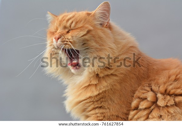 Siberian Ginger Cat Stock Photo Edit Now 761627854