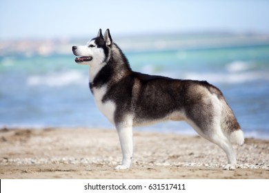 Siberian Huskies on a beach