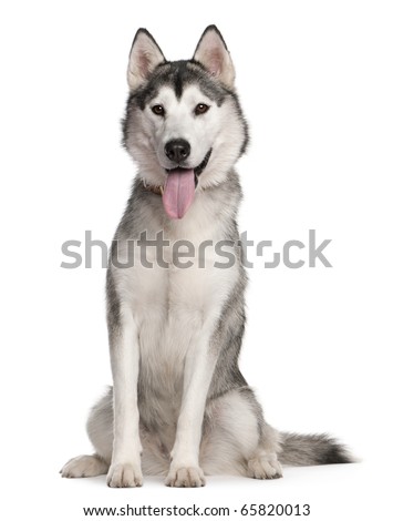 Siberian Husky, 1 year old, sitting in front of white background