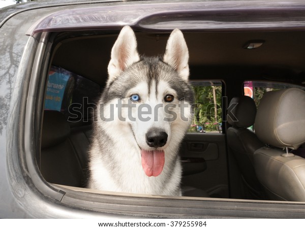 Siberian Husky with 2 eyes colors, sticks his head out\
the family car window 