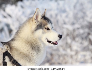 Siberian husky