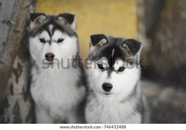 can a husky have floppy ears