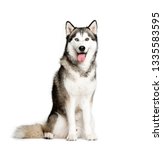Siberian Husky, 9 months old, sitting in front of white background