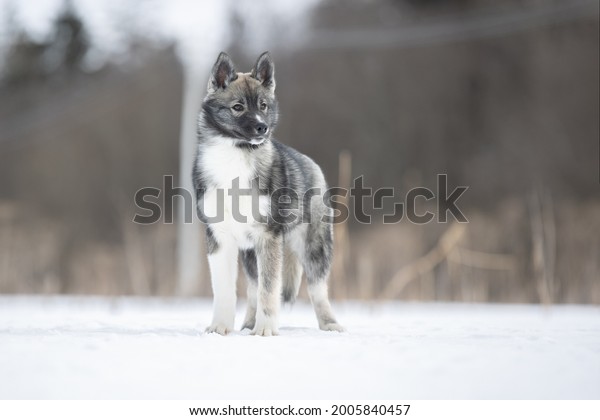 Siberian\
Husky of agouti color in the winter\
landscape