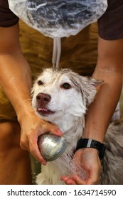 Siberian Husky Bathing By Owner. Dog Washing By Man.