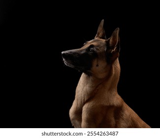 Un Husky siberiano y