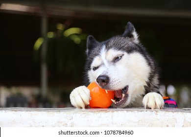 Siberian Husky Bite Ball Toy In Swimming Pool. Dog Playing With Ball.