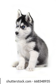 Siberian Husky Black Puppy Isolated On White