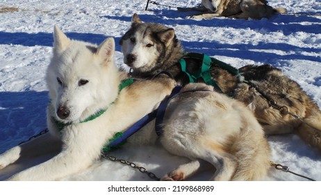 Siberian Husky Breed Working Dog Long White Fur Double Coat Eyes Different Color Gray Nordic Collar Harness Fast Sled Sheepdog Howl Herd Loneliness Anxiety Active Hyper Sociable