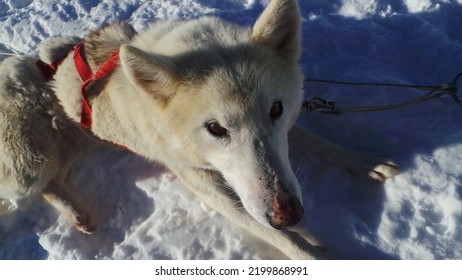 Siberian Husky Breed Working Dog Long White Fur Double Coat Eyes Different Color Gray Nordic Collar Harness Fast Sled Sheepdog Howl Herd Loneliness Anxiety Active Hyper Sociable