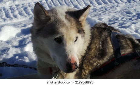 Siberian Husky Breed Working Dog Long White Fur Double Coat Eyes Different Color Gray Nordic Collar Harness Fast Sled Sheepdog Howl Herd Loneliness Anxiety Active Hyper Sociable