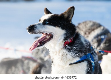 Siberian Husky Brief Rest In Yukon Quest 1,000 Mile International Sled Dog Race