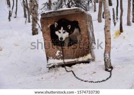 Similar – Image, Stock Photo White Samoyed dog beside lantern in snowy Lapland