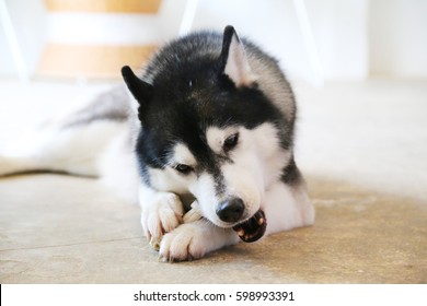 Siberian Husky Chew Treats In Living Room, Dog