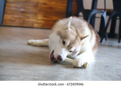 are huskies chewers