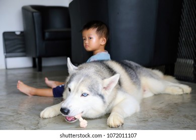 are huskies chewers