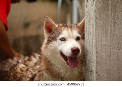 how to wash a siberian husky