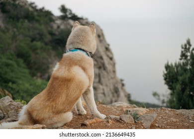 
siberian husky dog ​​looks at a beautiful view in the mountains. sea ​​view. the dog looks out to sea. Siberian Husky in the mountains. - Powered by Shutterstock