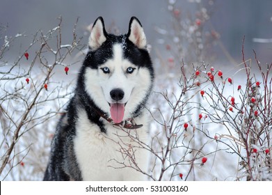 Siberian Husky dog black and white colour with blue eyes in winter