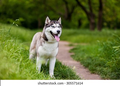 Siberian husky dog with blue eyes stands and looks ahead. Bright green trees and grass are on the background.