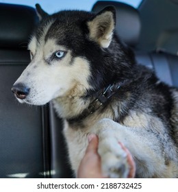 Siberian Husky Dog ​​in The Car.