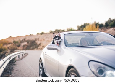 Siberian Husky Dog Car Window.