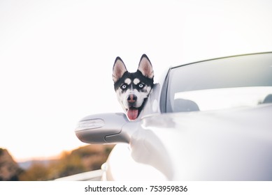 Siberian Husky Dog Car Window.