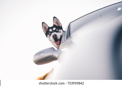 Siberian Husky Dog Car Window.