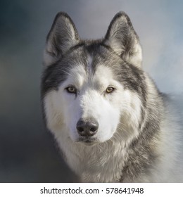 Siberian Husky Dog Up Close Portrait