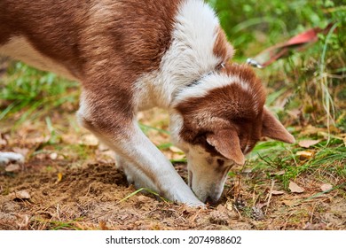 Siberian Husky Dog Digging Ground And Sniffing, Curious Siberian Husky Dog Digging Hole In Garden Grass. Husky Dog Walking Outdoor