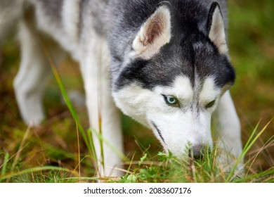 Siberian Husky Dog Digging Ground And Sniffing, Curious Siberian Husky Dog Digging Hole In Garden Grass. Husky Dog Walking Outdoor