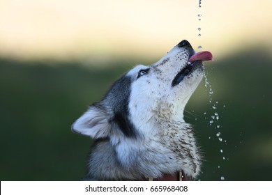 Siberian husky dog drinking water from bottle in the park in the summer