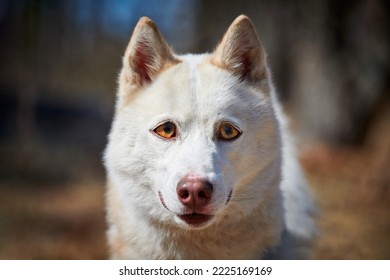 are all white huskies rare