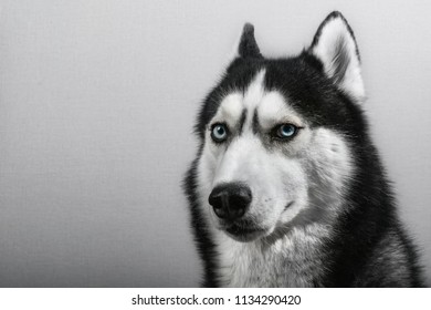 Siberian Husky Dog Isolated On Gray. Portrait Confused Funny Sled-dog With Blue Eyes. Copy Space.