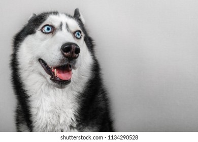 Siberian Husky Dog Isolated On Gray. Portrait Confused Funny Sled-dog With Blue Eyes And With Pressed Ears