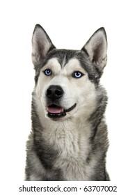 Siberian Husky Dog Isolated On A White Background